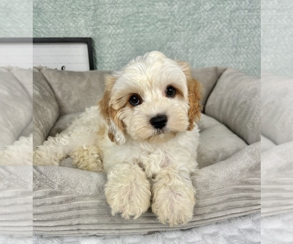 Medium Photo #2 Cavapoo Puppy For Sale in FRANKLIN, IN, USA