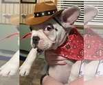 Small #2 French Bulldog