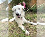 Small #5 Great Pyrenees