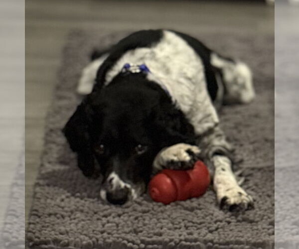 Medium Photo #3 - Mix Puppy For Sale in Curwensville, PA, USA