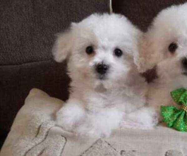 Full screen Photo #4 Bichon Frise Puppy For Sale in TORONTO, OH, USA