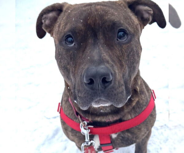 Medium Photo #2 Mutt Puppy For Sale in Canton, CT, USA