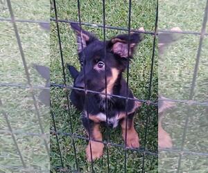 German Shepherd Dog Dogs for adoption in Oakhurst, NJ, USA