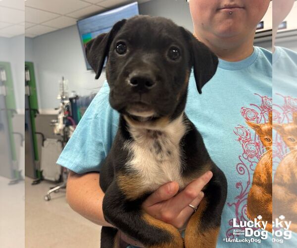 Medium Photo #1 Labrador Retriever-Unknown Mix Puppy For Sale in Washington, DC, USA