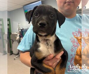 Labrador Retriever-Unknown Mix Dogs for adoption in Washington, DC, USA