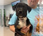 Small Labrador Retriever Mix