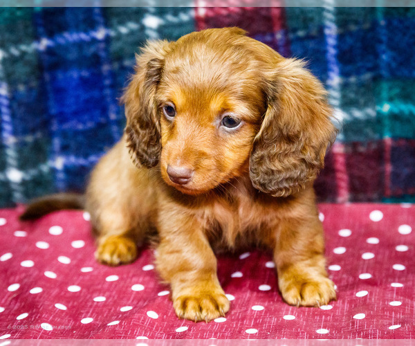 Medium Photo #4 Dachshund Puppy For Sale in WAKARUSA, IN, USA