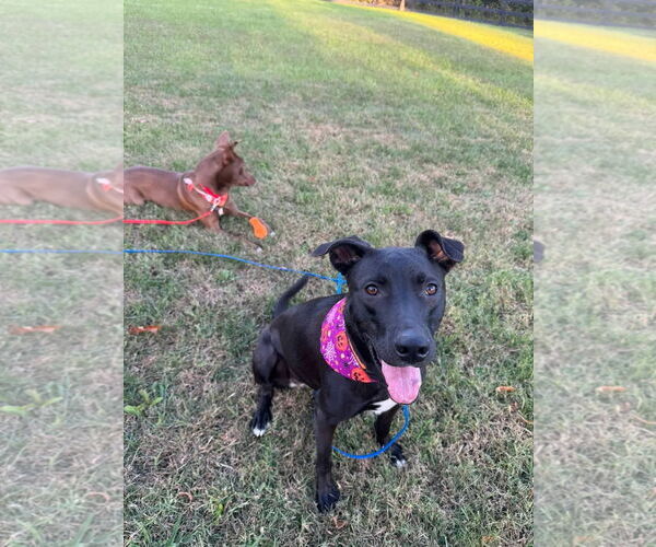 Medium Photo #14 Australian Kelpie Puppy For Sale in Westminster, MD, USA