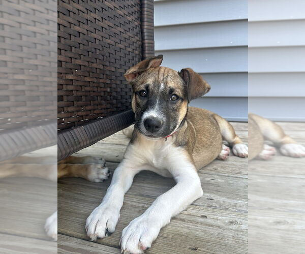 Medium Photo #2 Labbe Puppy For Sale in Brewster, NY, USA