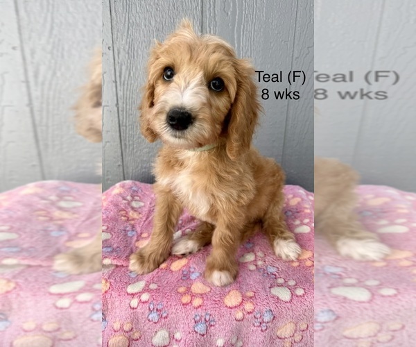 Medium Photo #3 Goldendoodle (Miniature) Puppy For Sale in ELBERT, CO, USA