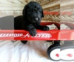 Small Photo #4 Labradoodle-Poodle (Standard) Mix Puppy For Sale in ALTON, MO, USA