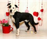Small Photo #1 American Pit Bull Terrier-Border Collie Mix Puppy For Sale in West Valley, UT, USA