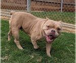 Small American Pit Bull Terrier Mix