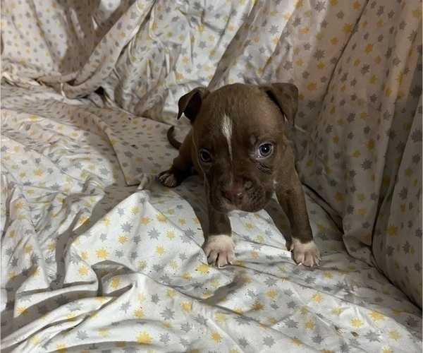 Medium Photo #1 American Pit Bull Terrier Puppy For Sale in BUFFALO, NY, USA