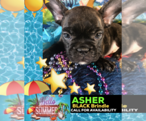 French Bulldog Puppy for sale in HEATHROW, FL, USA