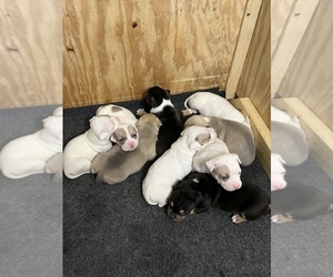 American Bully Puppy for sale in AKRON, OH, USA