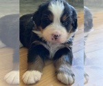 Small Photo #6 Bernese Mountain Dog Puppy For Sale in RICHFIELD SPRINGS, NY, USA
