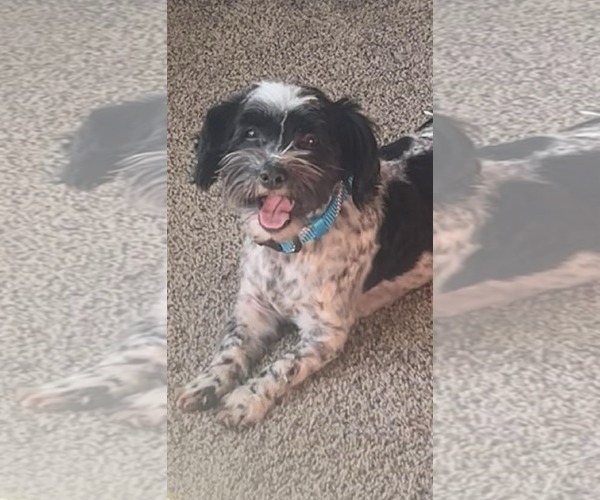 Medium Photo #1 Havanese Puppy For Sale in Germantown, OH, USA