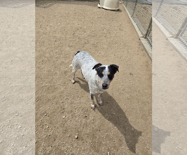 Medium Photo #2 Mutt Puppy For Sale in Maquoketa, IA, USA