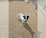 Small #1 Mutt
