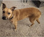 Small #1 Mutt