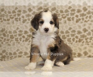 Miniature Bernedoodle Puppy for sale in DENVER, PA, USA