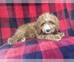 Small #5 Cavapoo