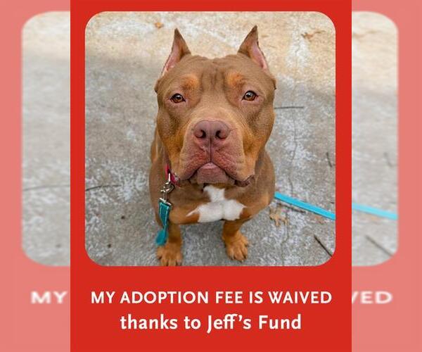 Medium Photo #1 Mutt Puppy For Sale in Boston, MA, USA