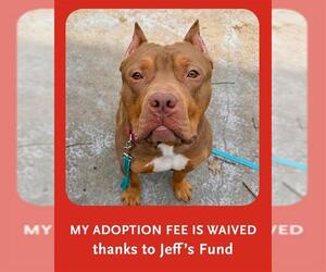 Mutt Dogs for adoption in Boston, MA, USA