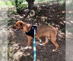 Small #12 Mountain Cur Mix
