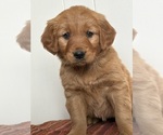 Small Photo #10 Golden Retriever Puppy For Sale in MEAD, OK, USA