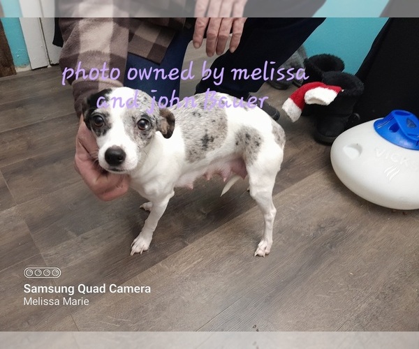Medium Photo #1 Chihuahua Puppy For Sale in NODAWAY, IA, USA