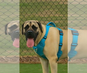 Mastiff Dogs for adoption in Edmond, OK, USA