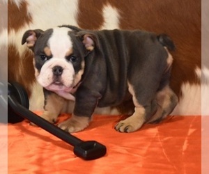 Bulldog Puppy for Sale in MARSHFIELD, Missouri USA