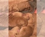 Small #2 Vizsla