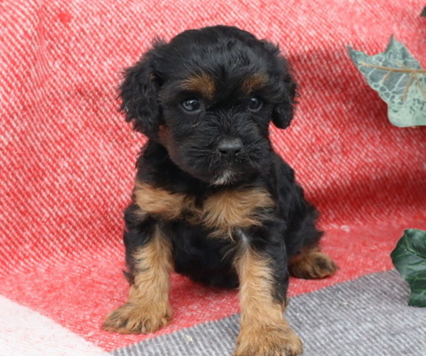 Medium Photo #4 Cavapoo Puppy For Sale in THORP, WI, USA