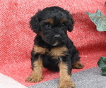 Small Photo #17 Cavapoo Puppy For Sale in THORP, WI, USA