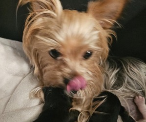 Mother of the Yorkshire Terrier puppies born on 04/05/2026