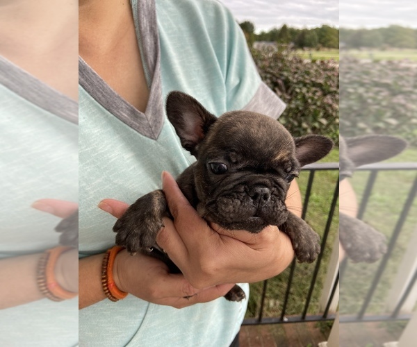 Medium Photo #10 French Bulldog Puppy For Sale in CLEVELAND, NC, USA