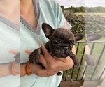 Small Photo #10 French Bulldog Puppy For Sale in CLEVELAND, NC, USA