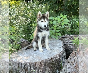 German Shepherd Dog-Siberian Husky Mix Puppy for sale in PERRYSVILLE, OH, USA