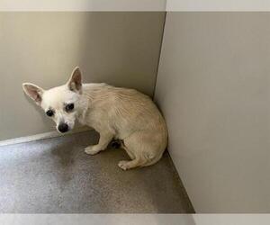 Chihuahua-Unknown Mix Dogs for adoption in Modesto, CA, USA