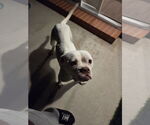 Small #5 American Bulldog Mix
