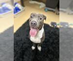 Small American Pit Bull Terrier