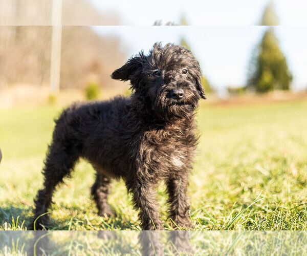 Medium Photo #5 Schnoodle (Miniature) Puppy For Sale in WARSAW, IN, USA