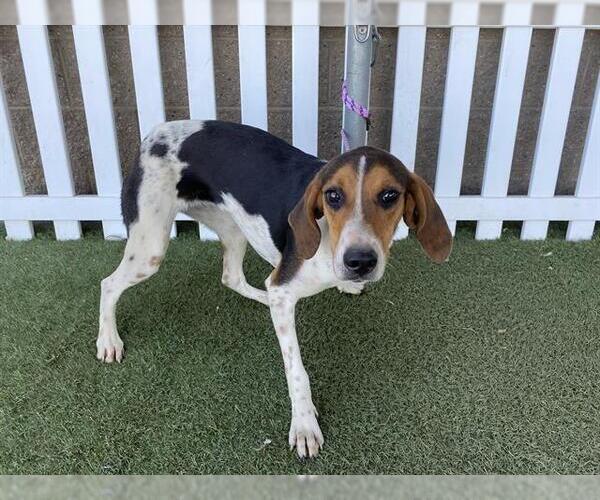 Medium Photo #1 Treeing Walker Coonhound Puppy For Sale in Modesto, CA, USA
