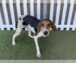 Small Treeing Walker Coonhound