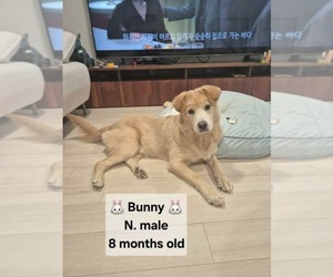 Retriever -Unknown Mix Dogs for adoption in Agoura Hills, CA, USA