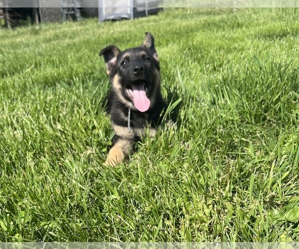 Medium Photo #34 German Shepherd Dog Puppy For Sale in SUMPTER TWP, MI, USA