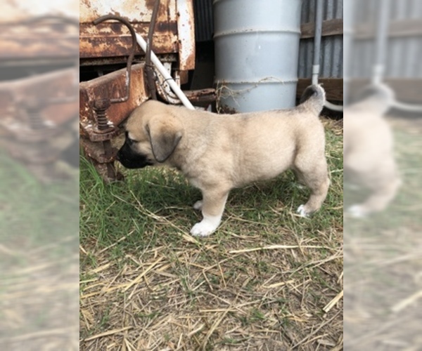 Medium Photo #4 Anatolian Shepherd Puppy For Sale in ROBSTOWN, TX, USA